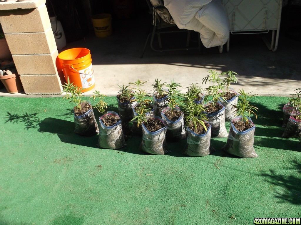 Transplanting Clones