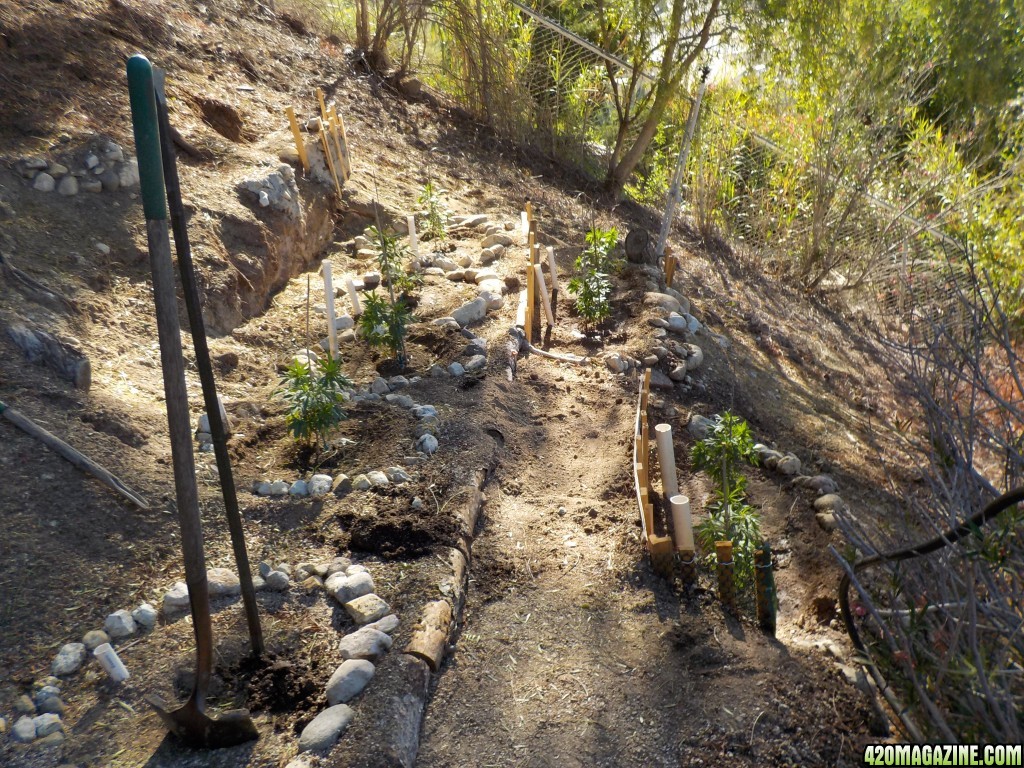 Transplanting the Hill