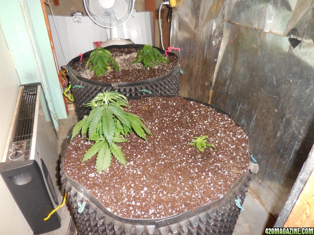 transplanting_the_Double_Berry_s_010