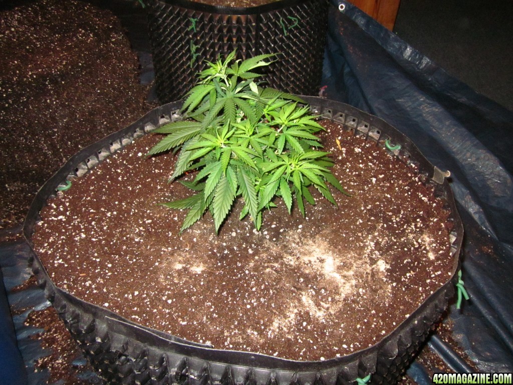 transplanting_Zamal_Hash_008