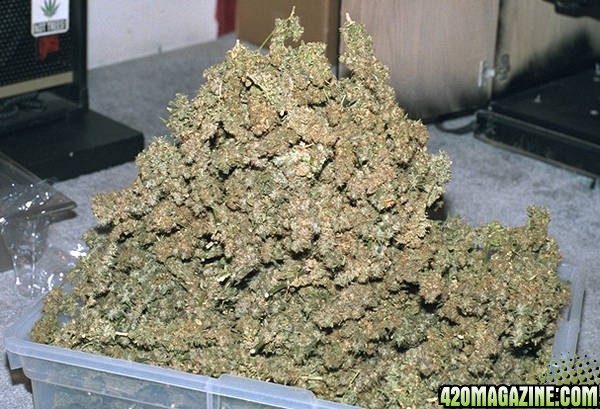 Tray of Buds