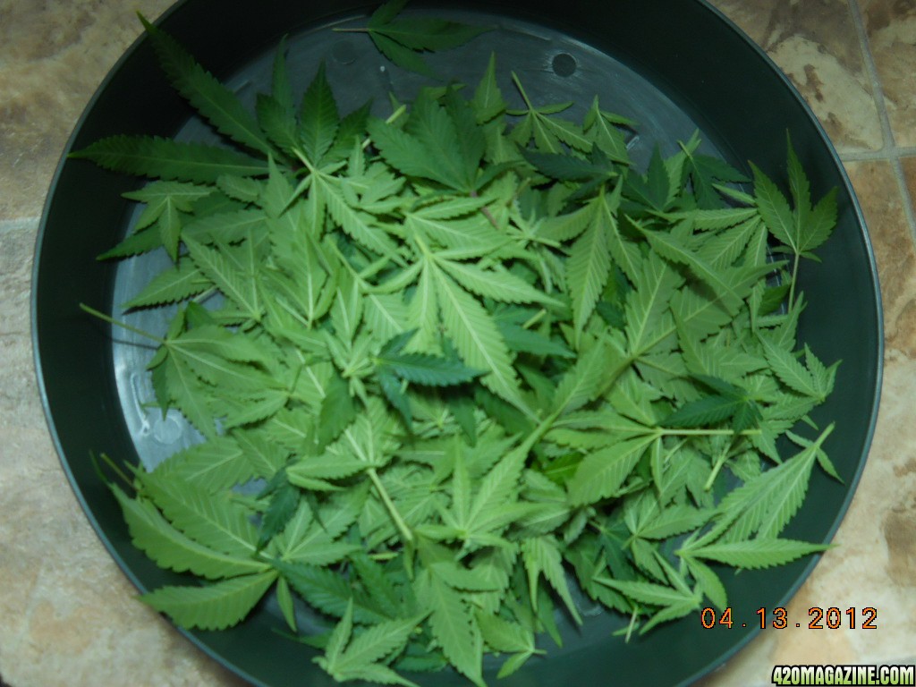 tray of fan leaves