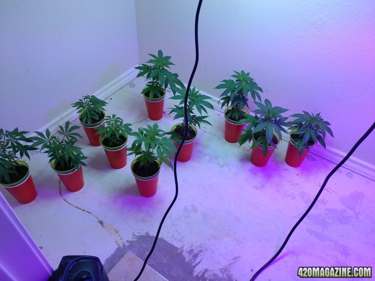 Treating clones prevent.jpg