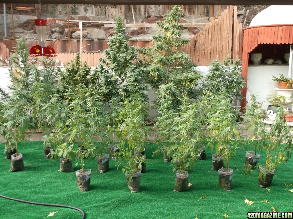 Tree House Clones