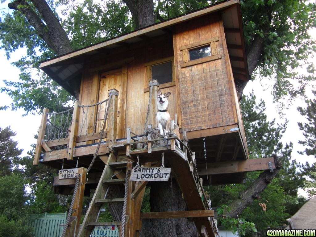 treehouse_0081