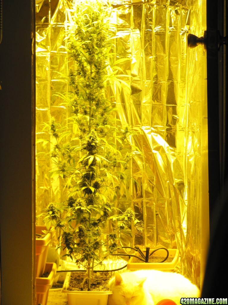 Trial Grow