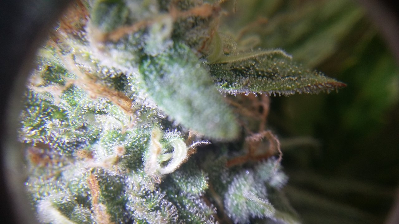 Trich 1 Pineapple express