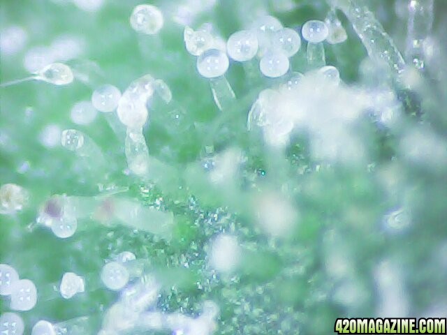 trich03