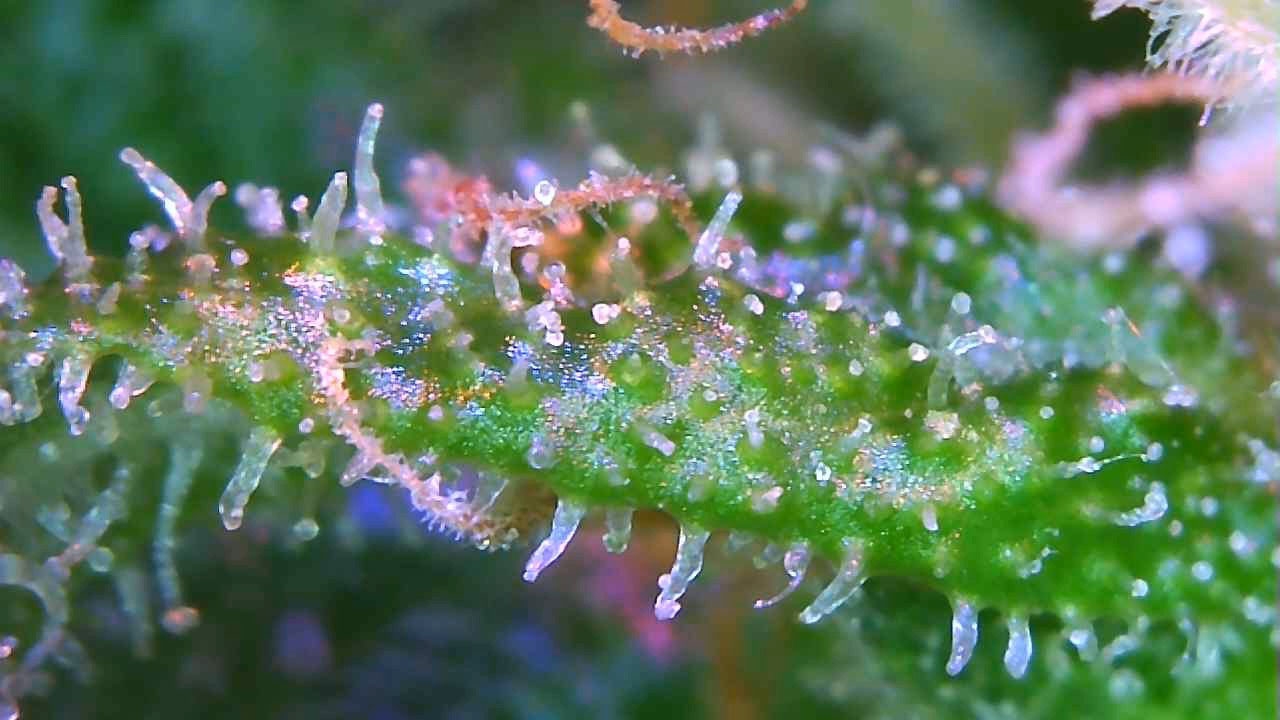 trich8.jpg