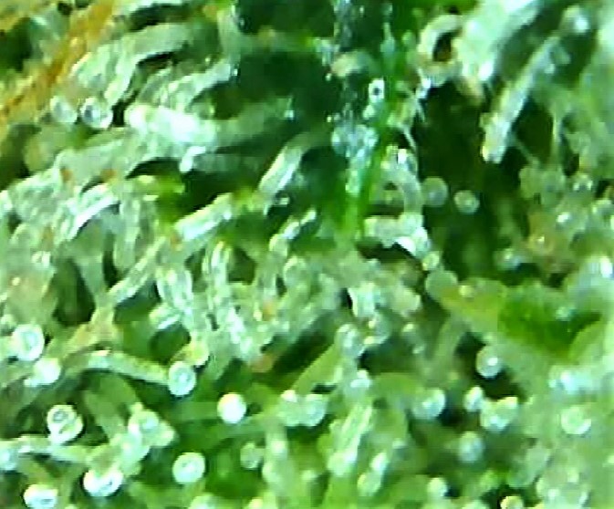 trichome 1 August 2.jpg