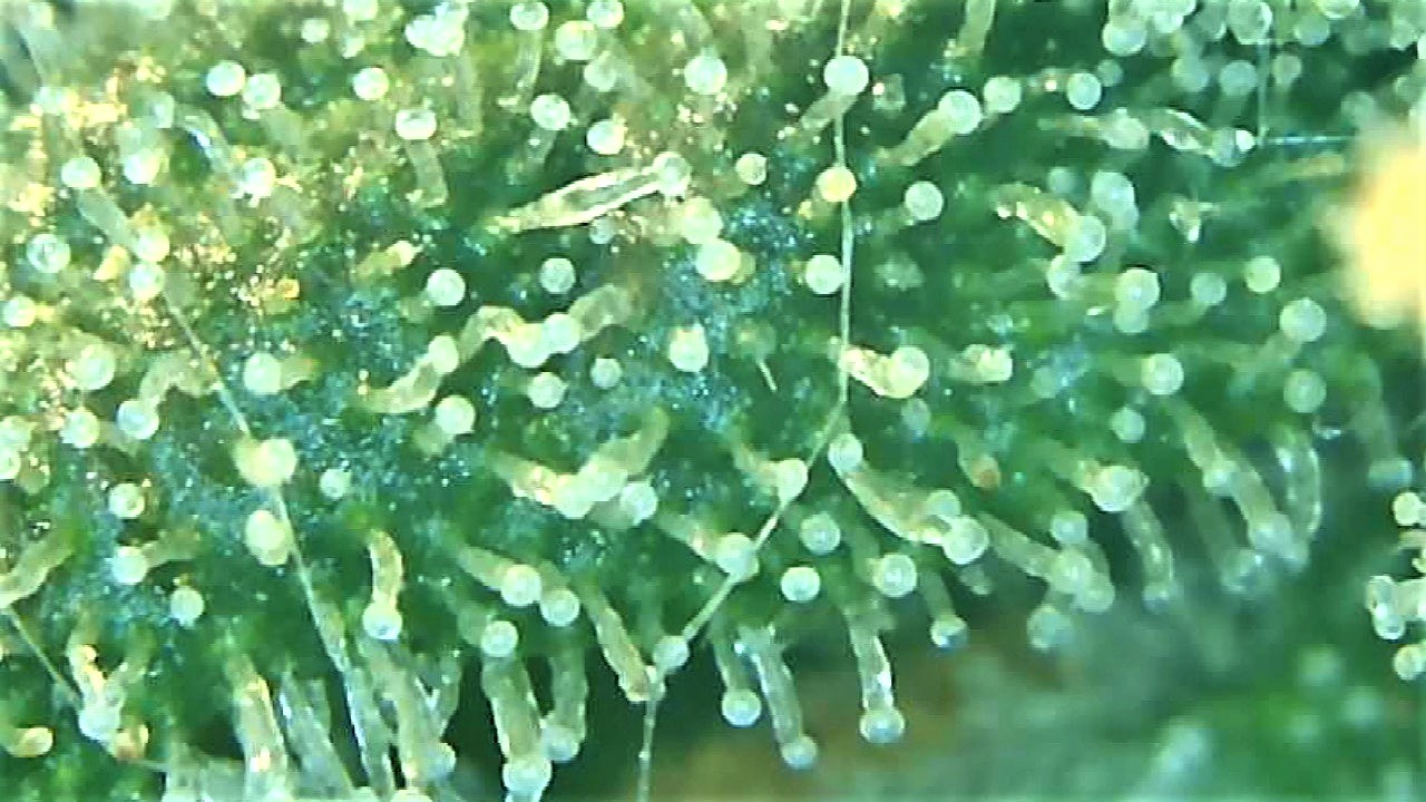 Trichome 1 Sept 30.jpg