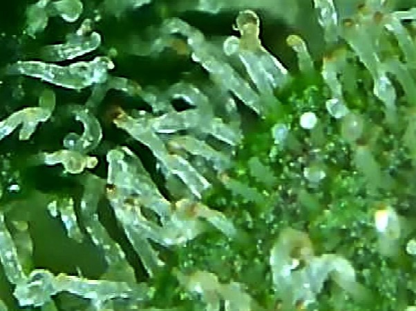 trichome 2 August 2.jpg