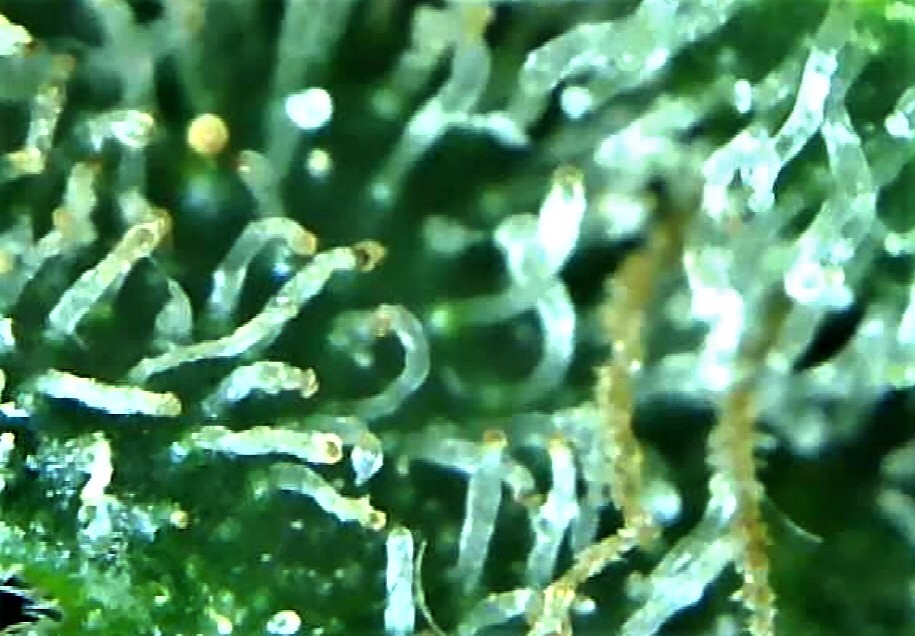 trichome 3 August 2.jpg