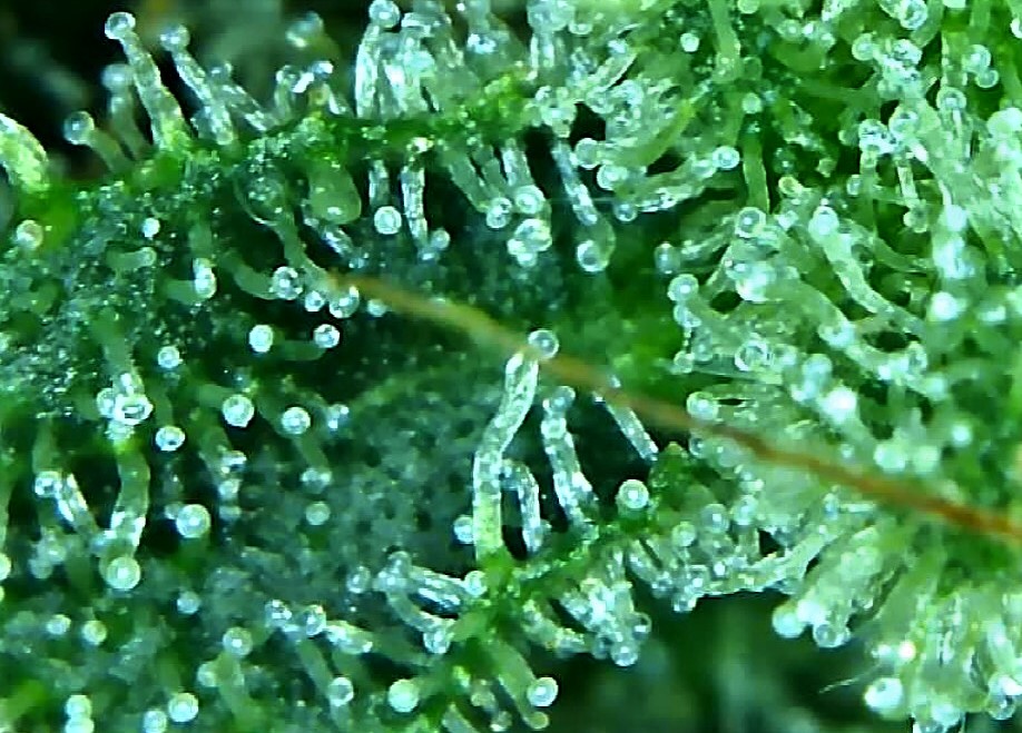 trichome 4 August 2.jpg