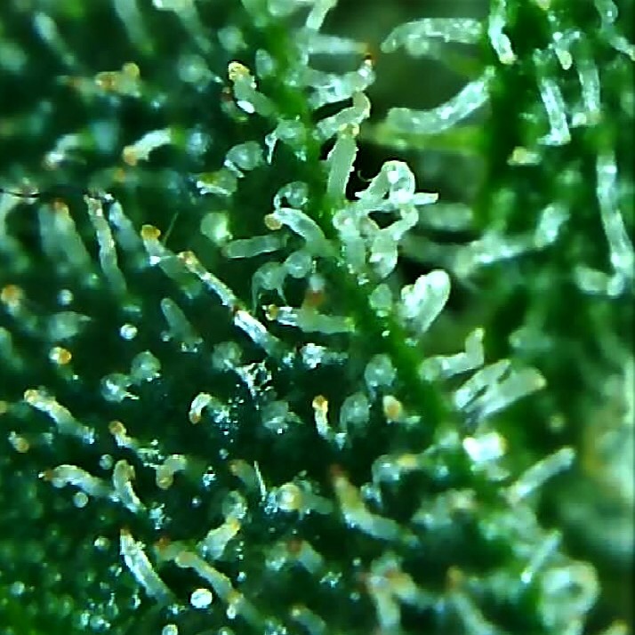 trichome 5 August 2.jpg