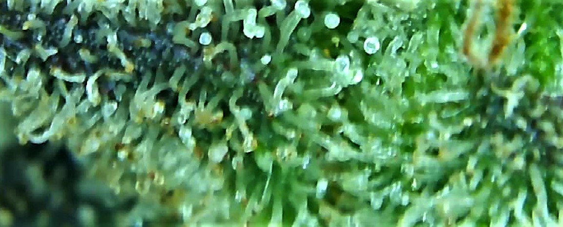 trichome 6 August 2.jpg