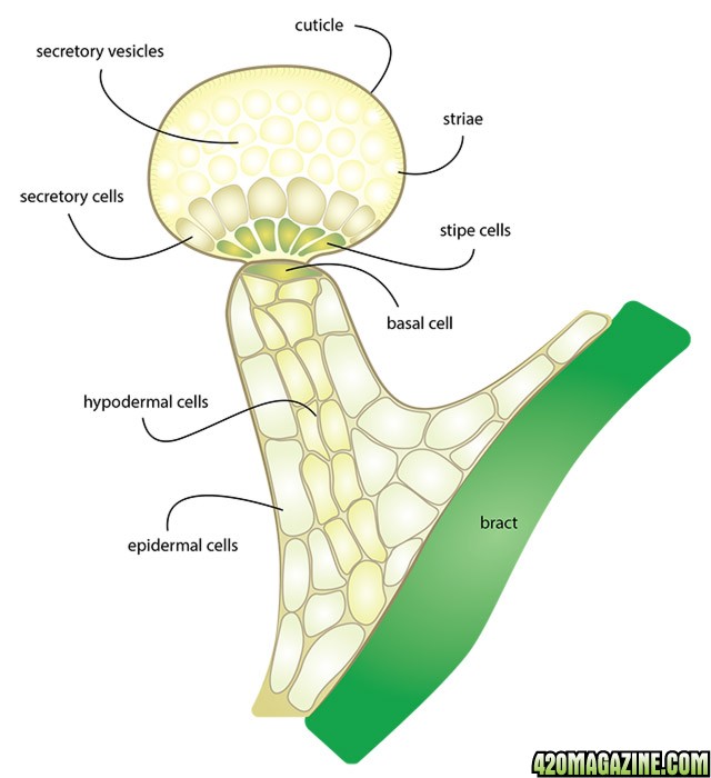 Trichome Anatomy