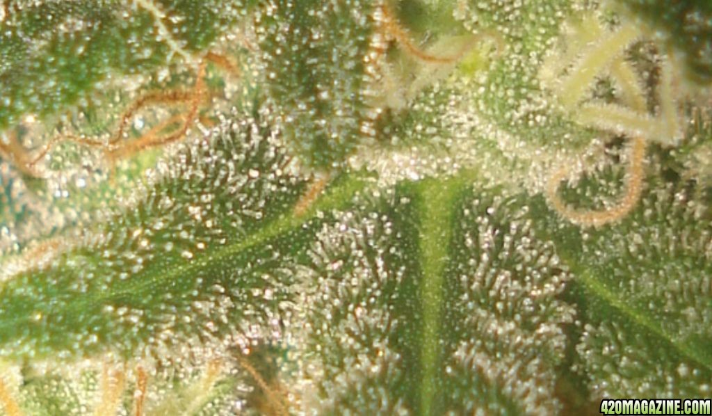 trichome and stigma