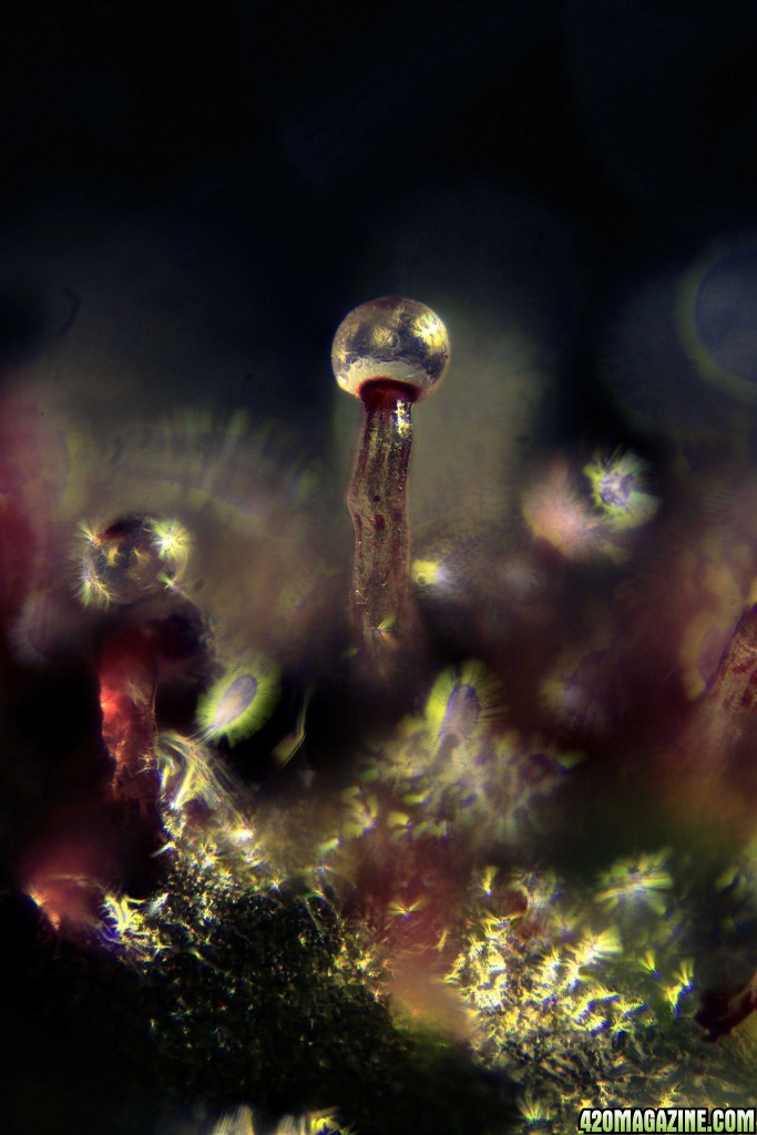 trichome art