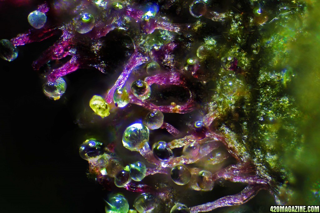 trichome art