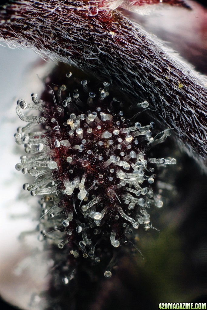 trichome art