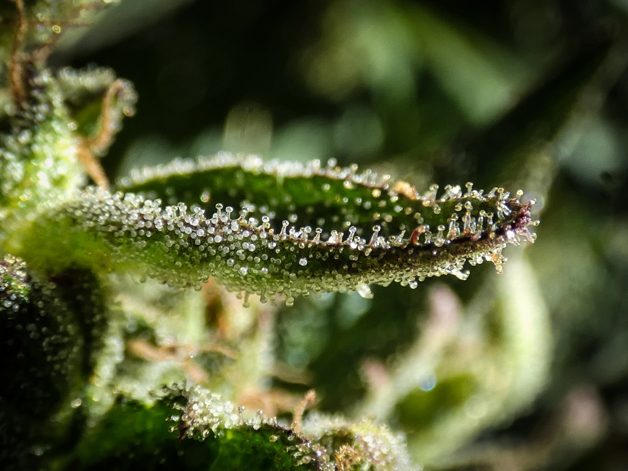 Trichome Bowl