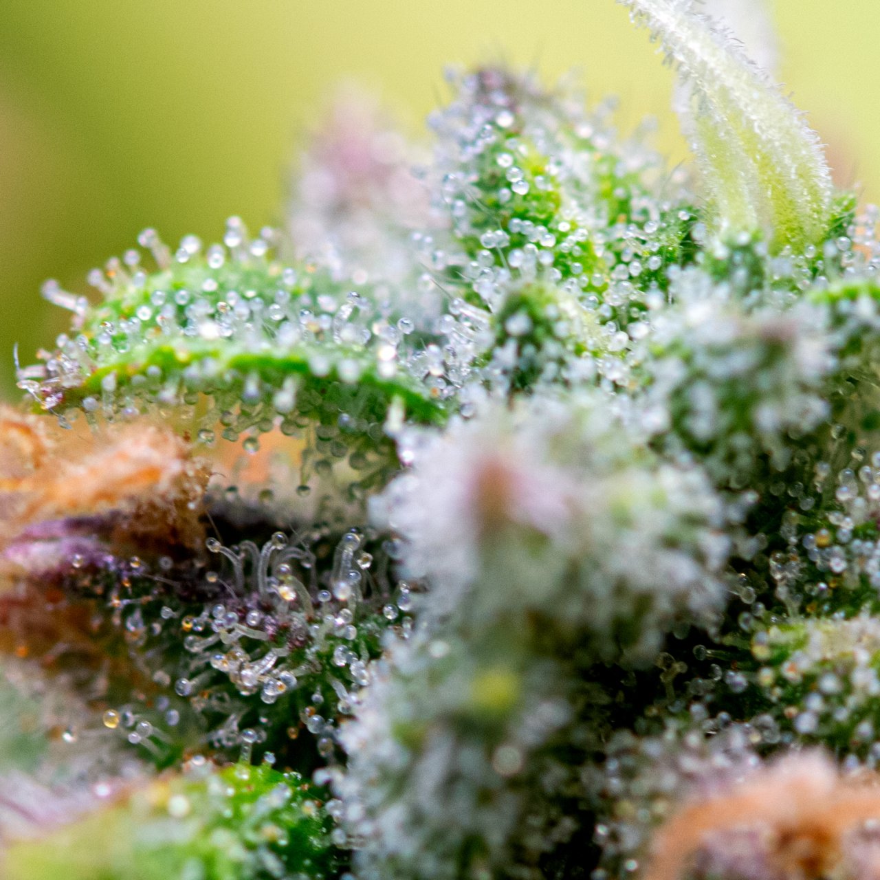 Trichome check