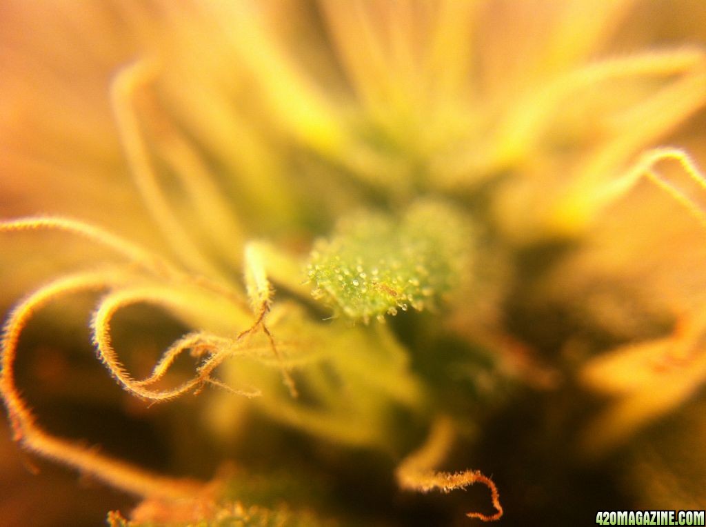 Trichome close up pictures