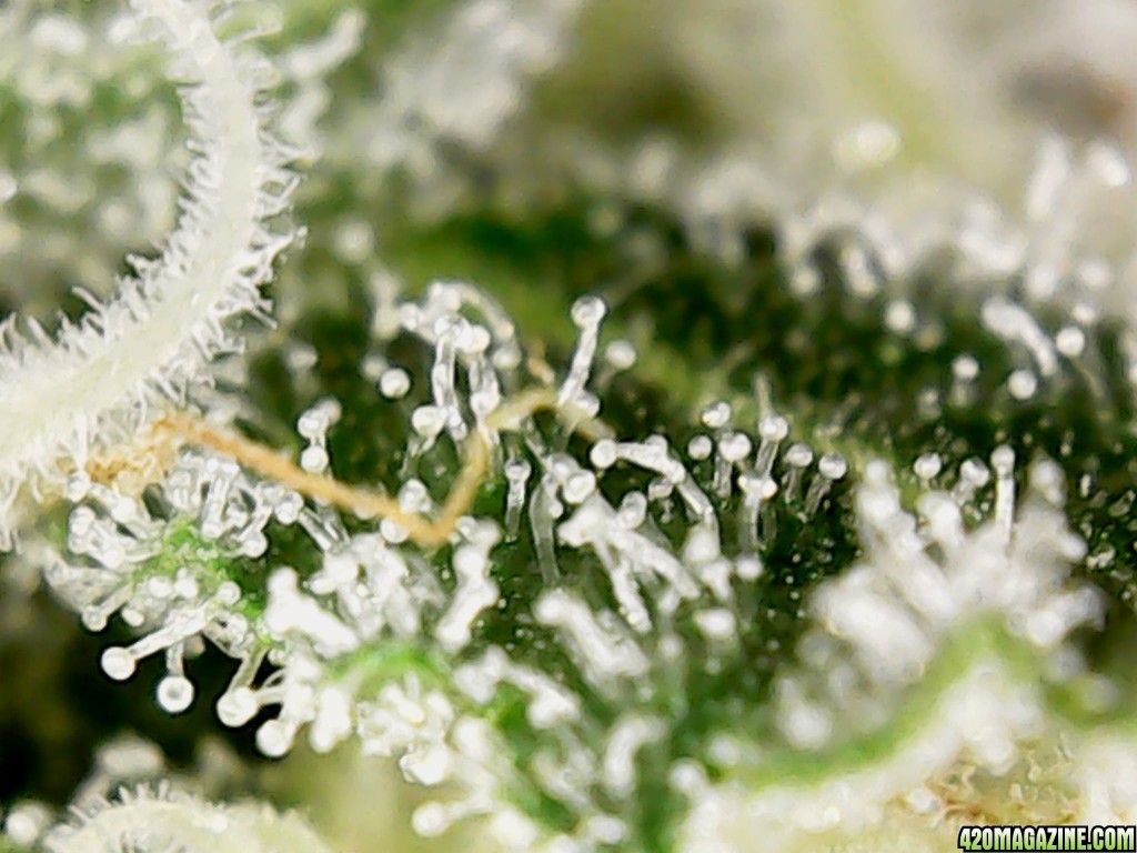 Trichome Closeup 001