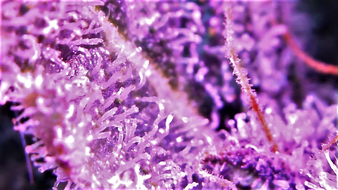 Trichome Four.jpg