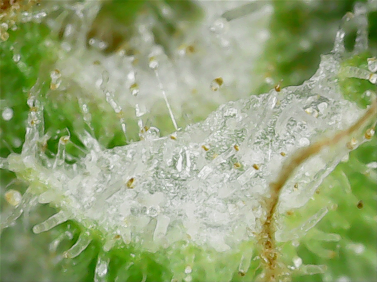 Trichome Glacier PP1 D15 T-4.jpg