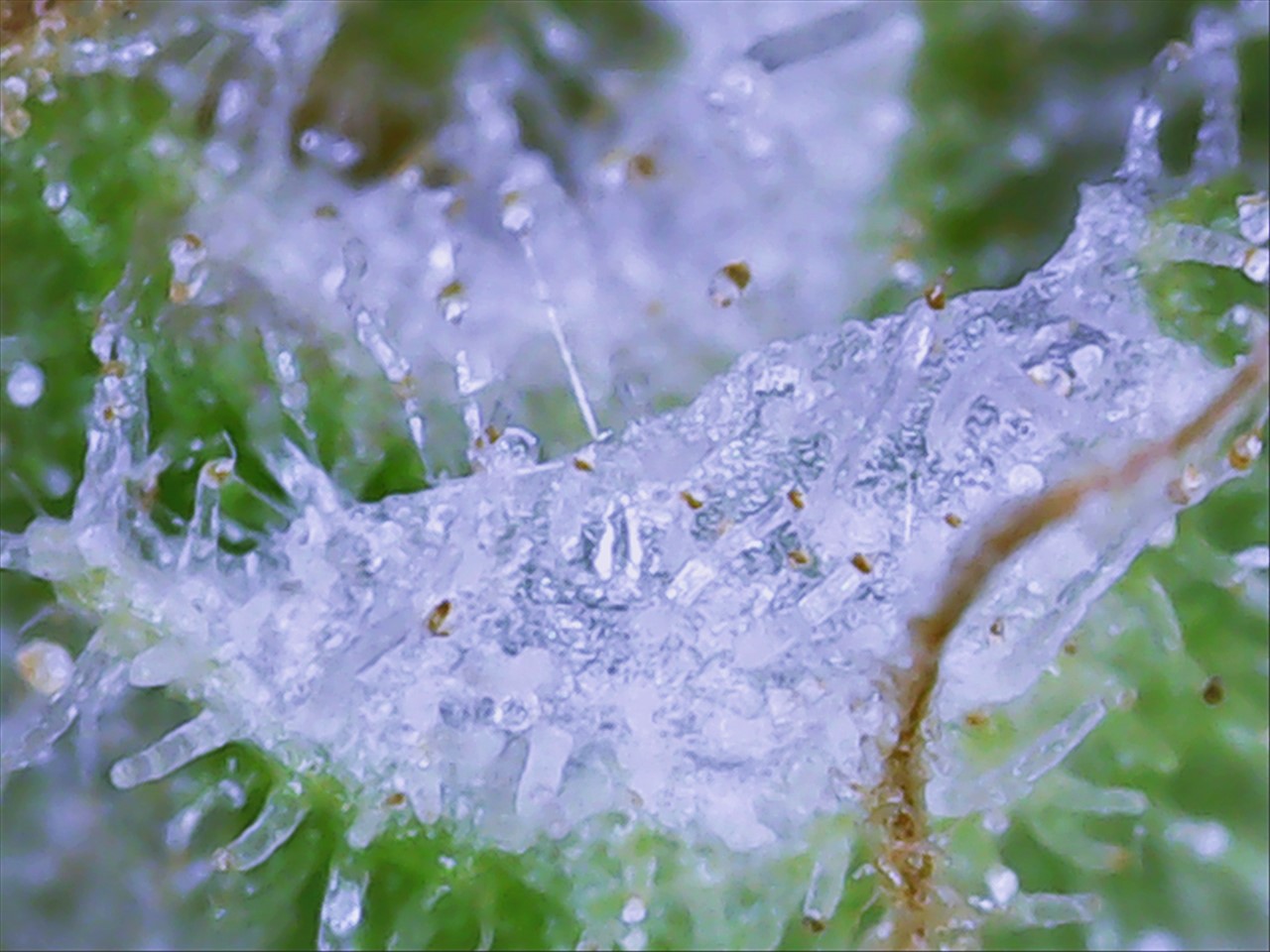 Trichome Glacier