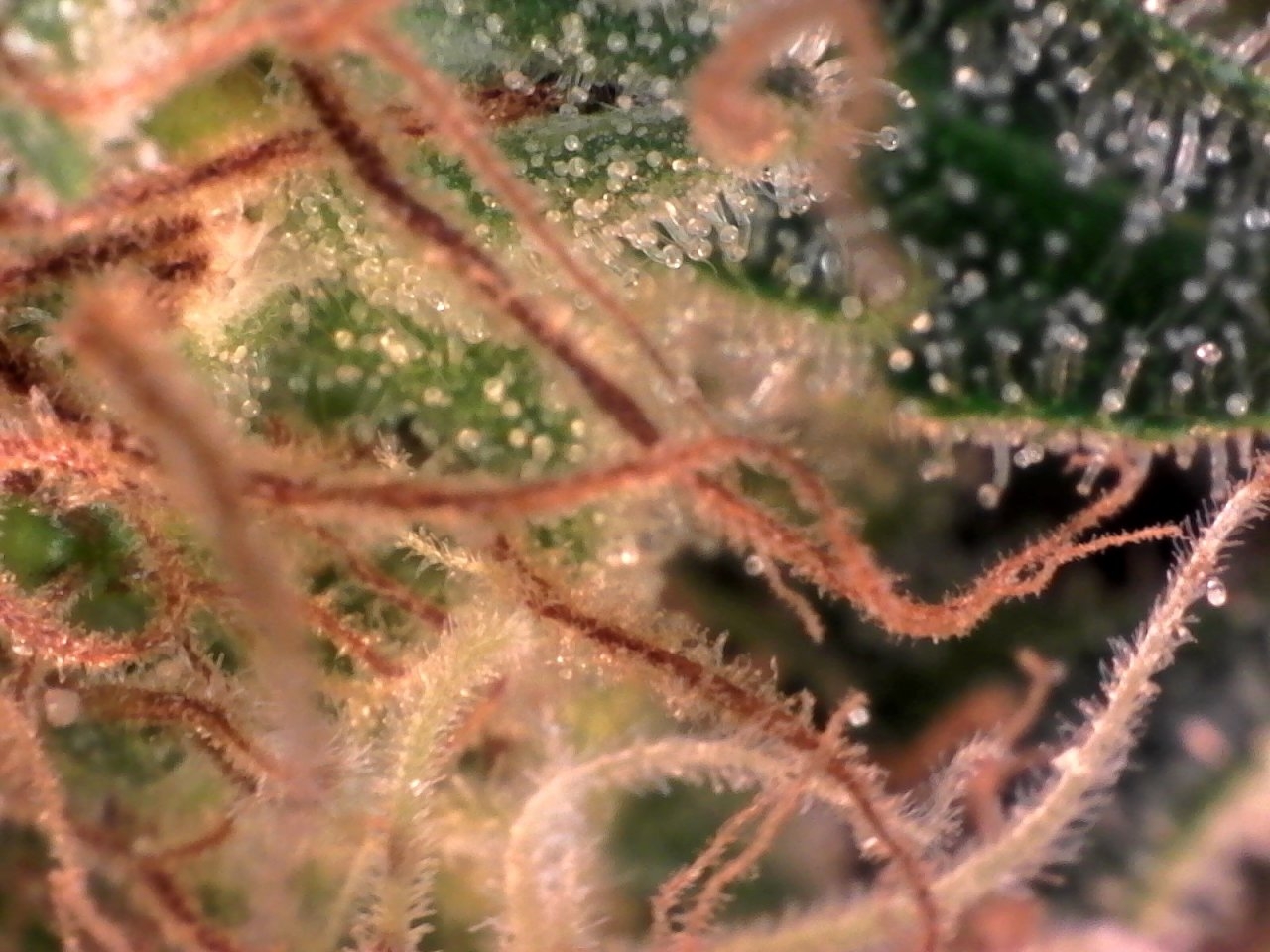 trichome.jpg