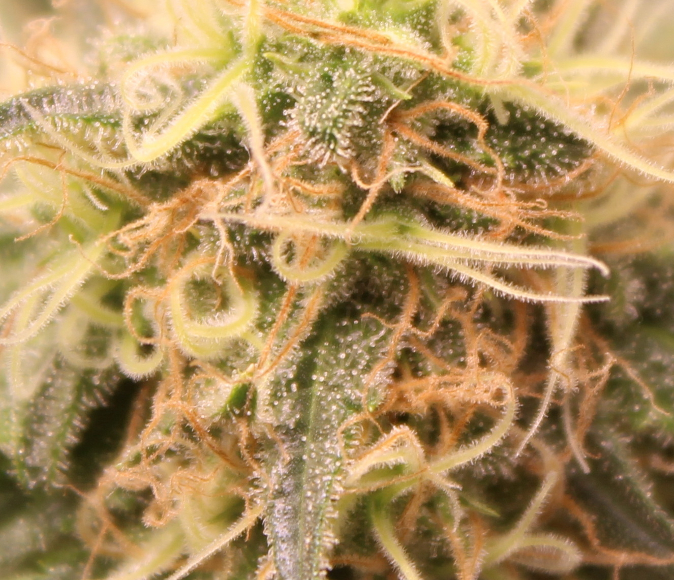 Trichome.JPG