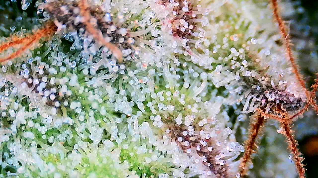 Trichome jungle