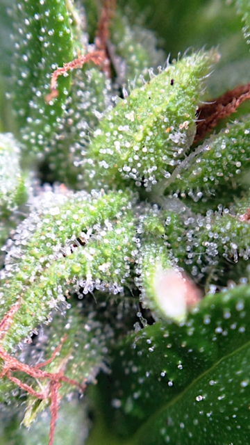 trichome pic