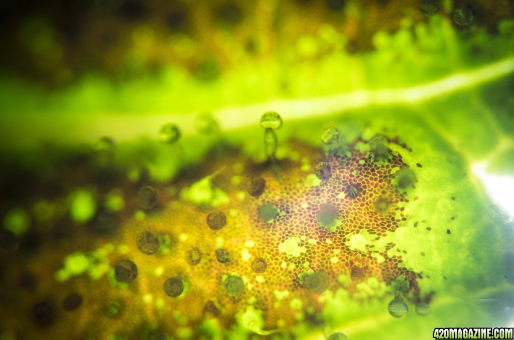 Trichome shots