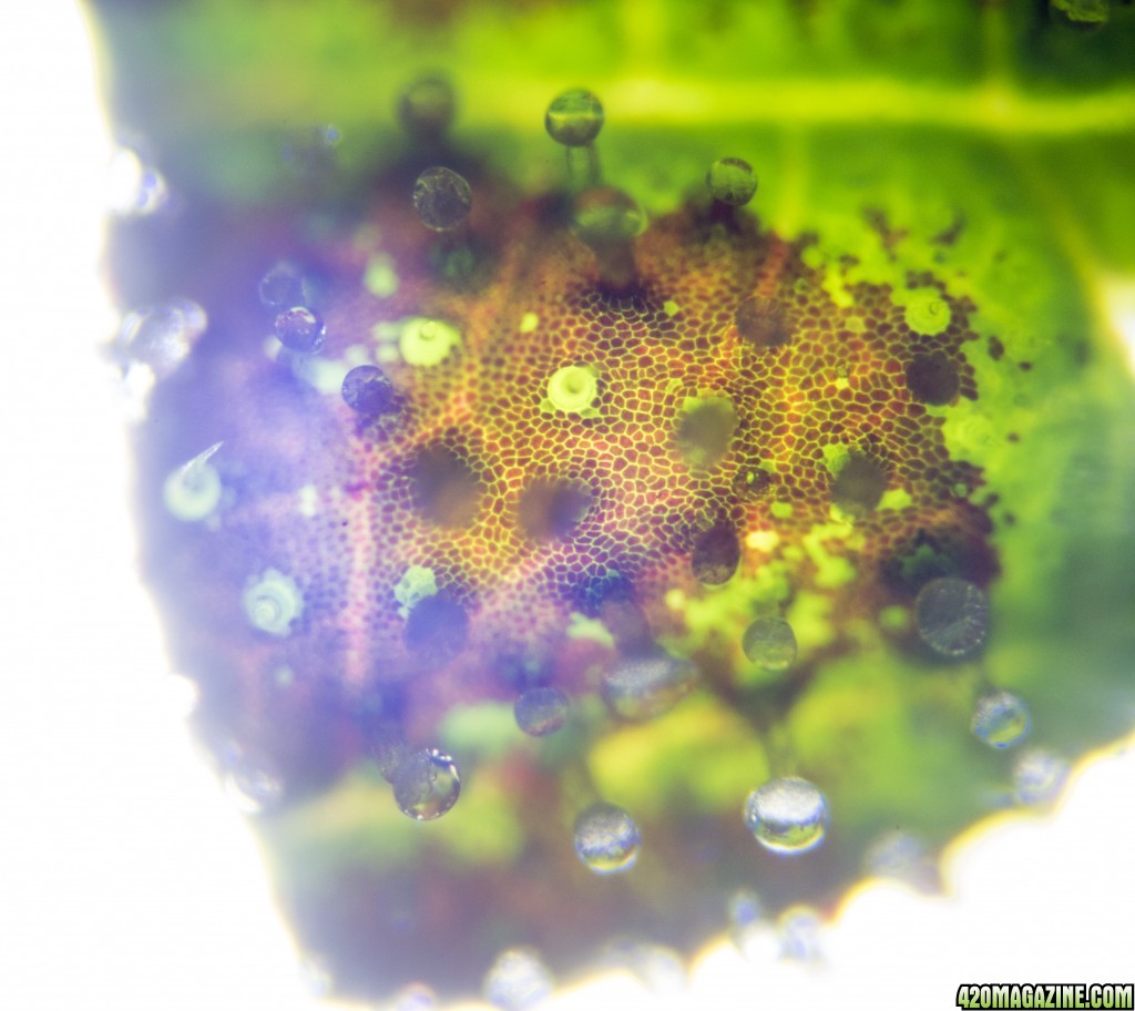 Trichome shots