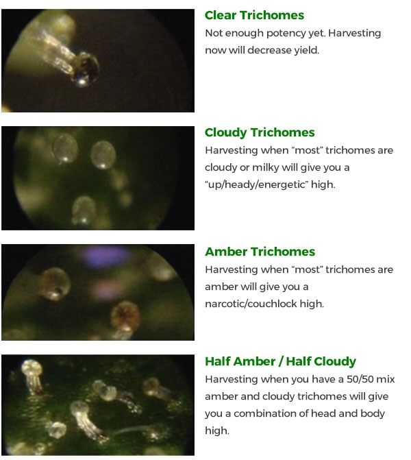 trichome-status.jpg