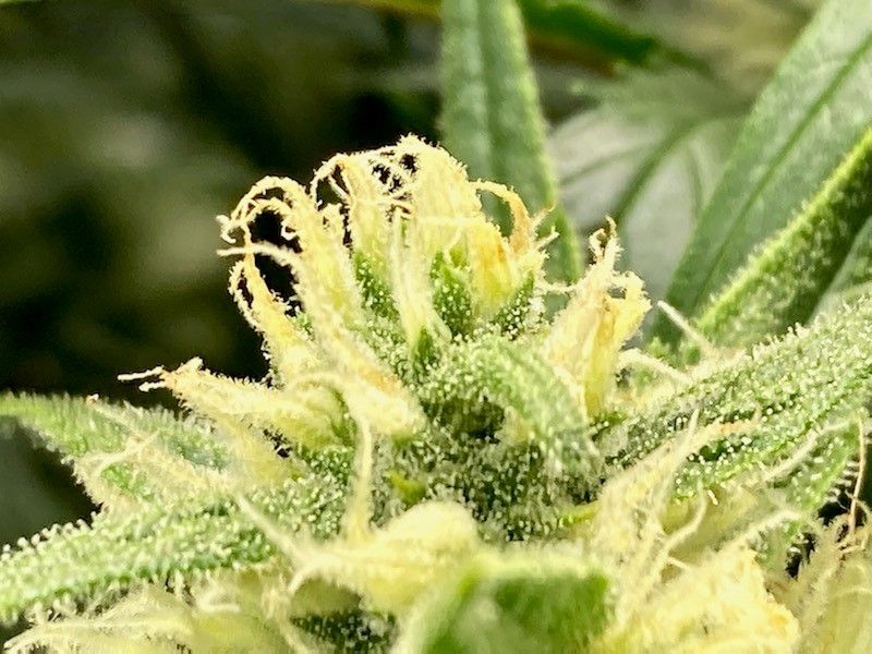 Trichome transition #2.jpg