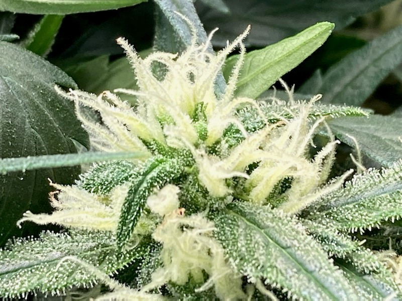 Trichome transition #3.jpg