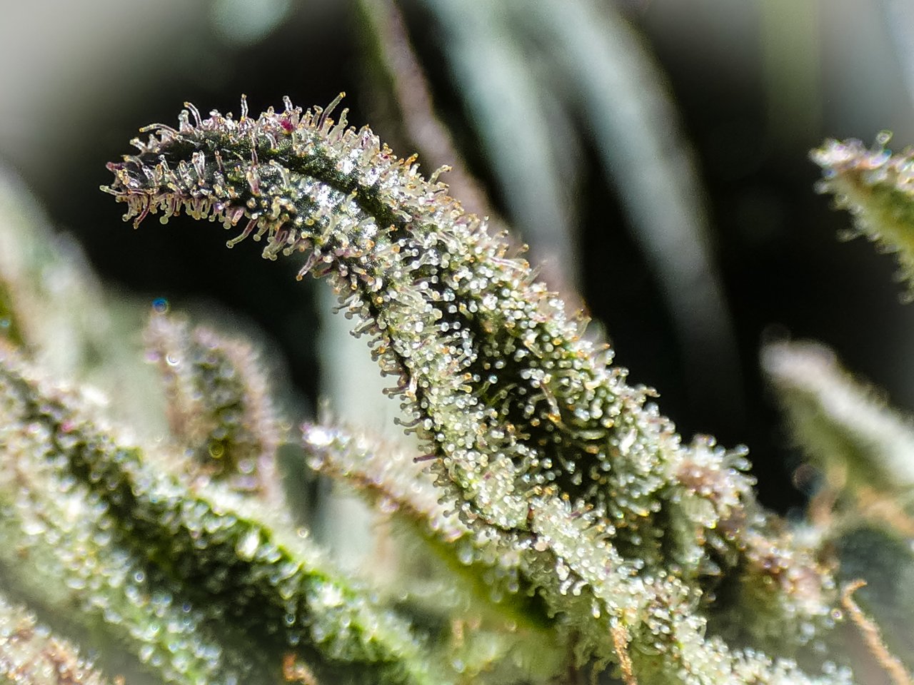 Trichome Vision