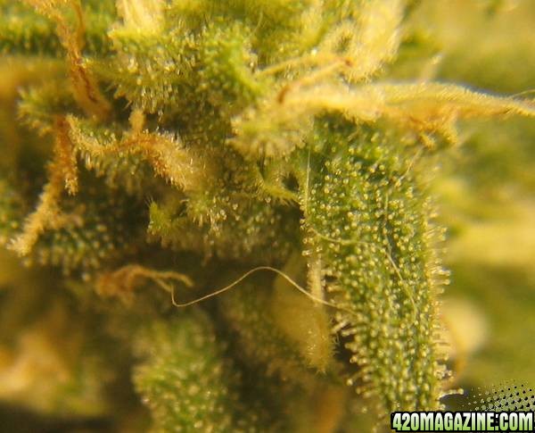 trichome