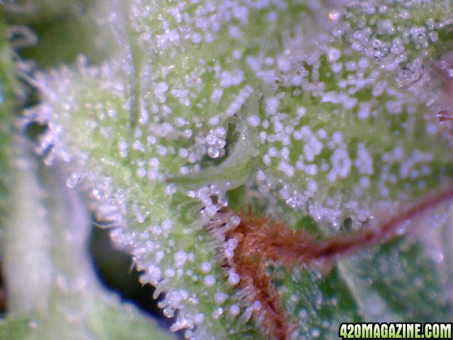 Trichome