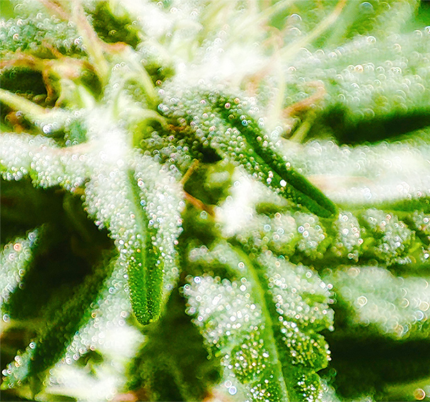 trichome_fantasy1.jpg