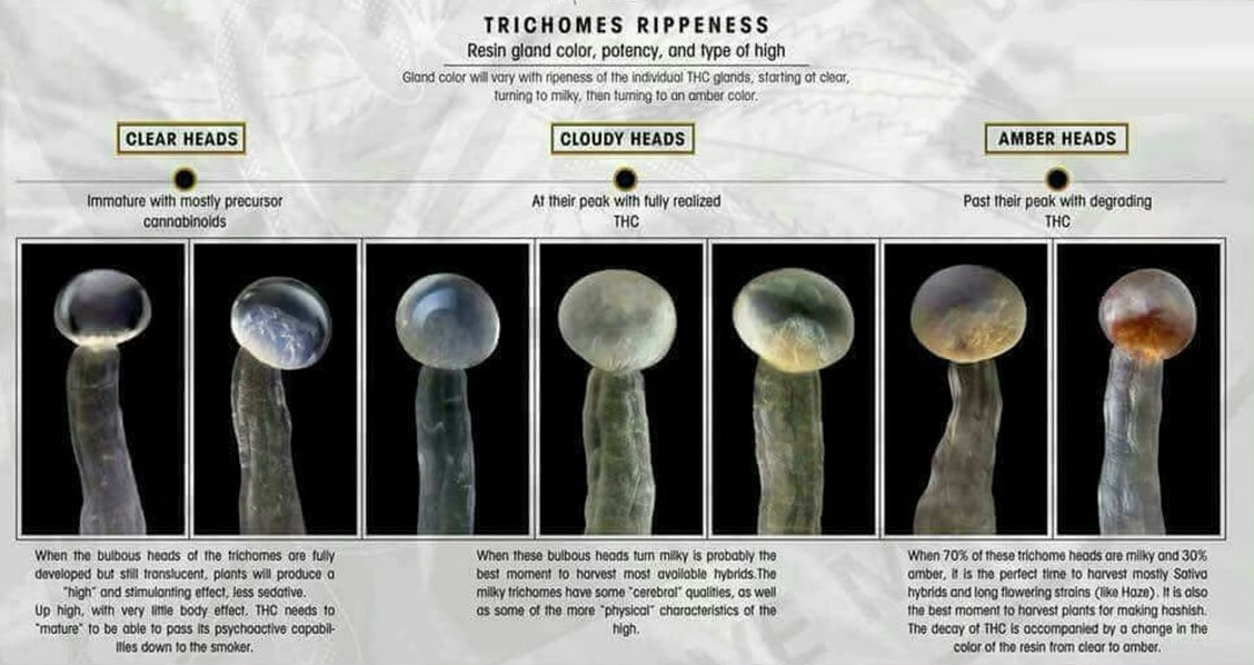 Trichomes-01.jpg