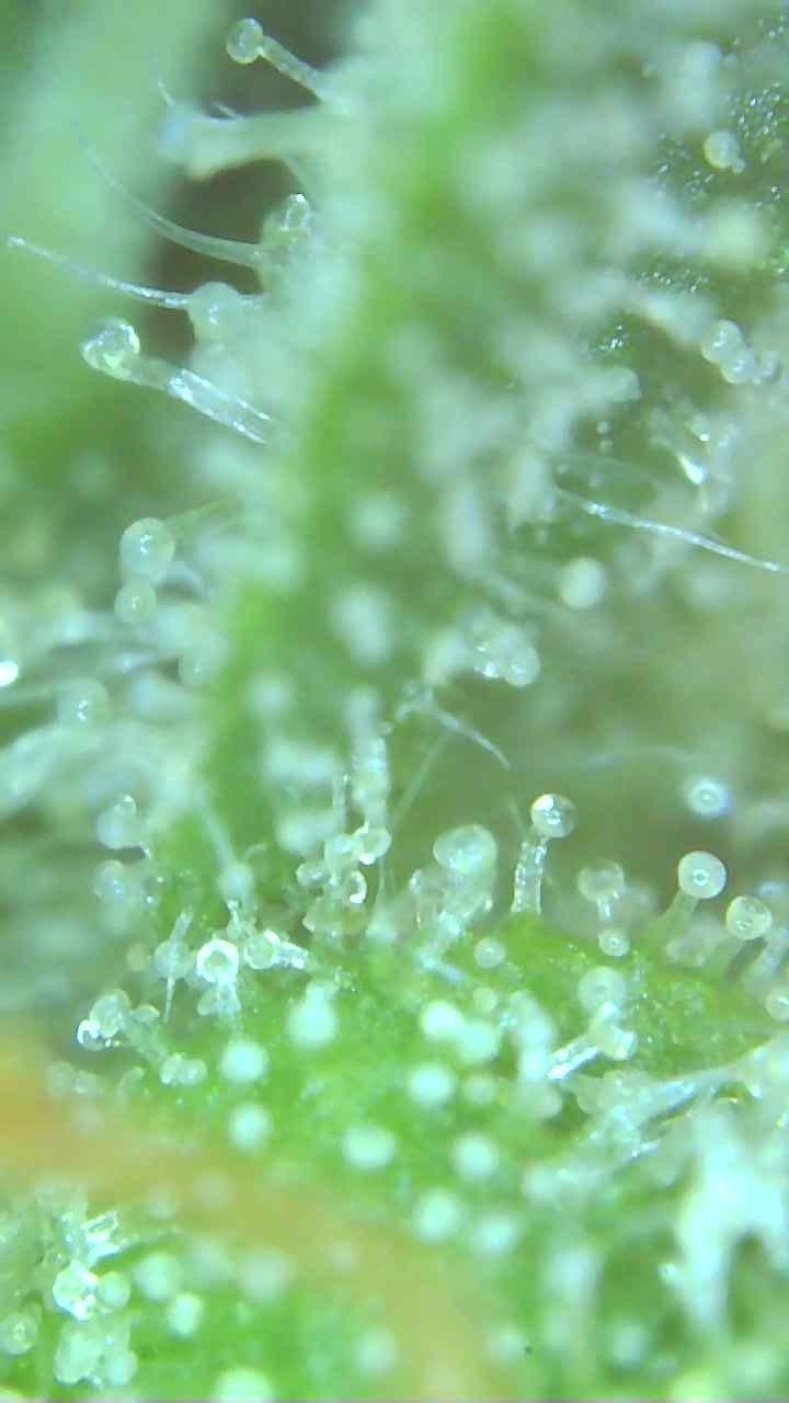 Trichomes 12-20-19 (2).jpg