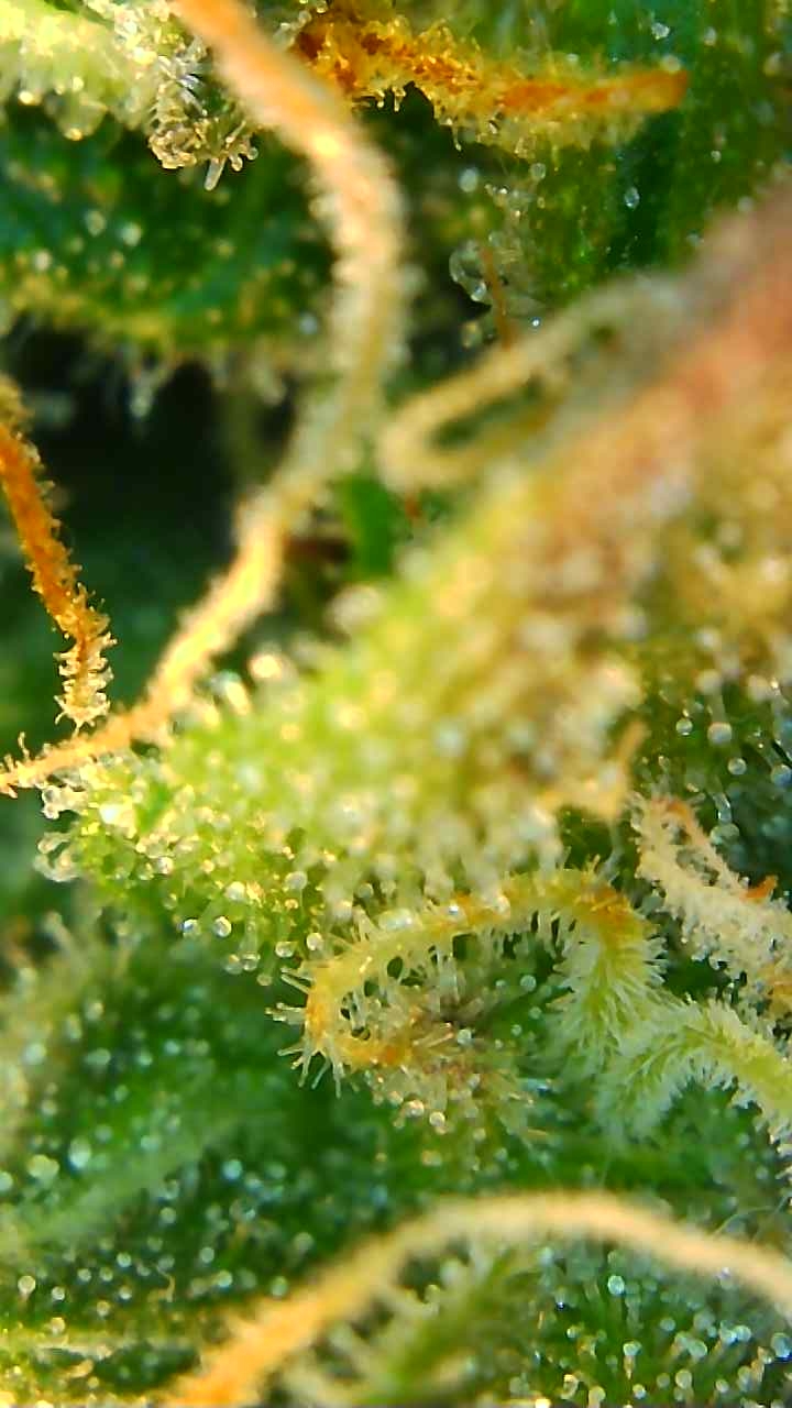 Trichomes 12-20-19 (3).jpg