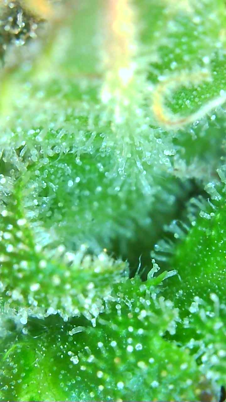 Trichomes 12-20-19 (4).jpg