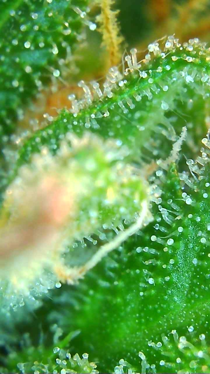 Trichomes 12-20-19 (5).jpg